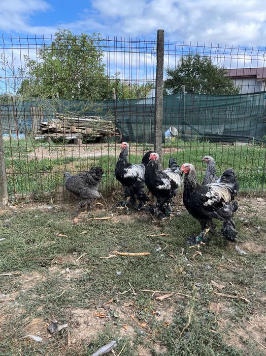 Familie Brahma herminat închis