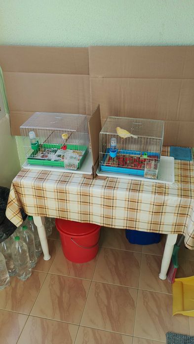 Орфей-мъжко и женско.Млади,тазгодишни.