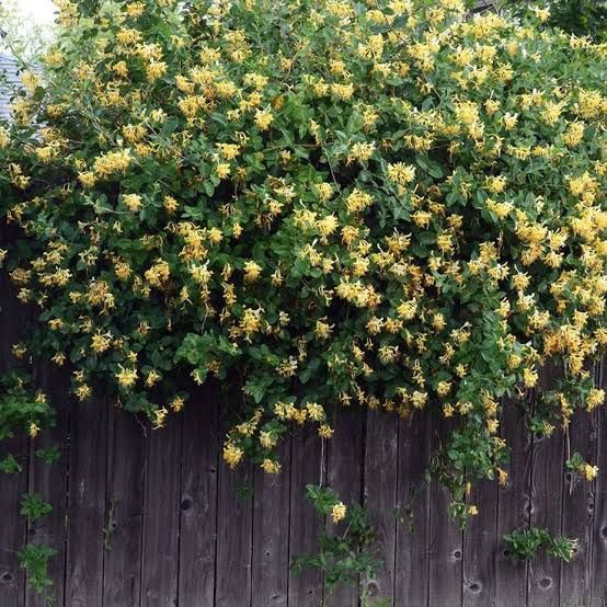 Lonicera mana Maici Domnului