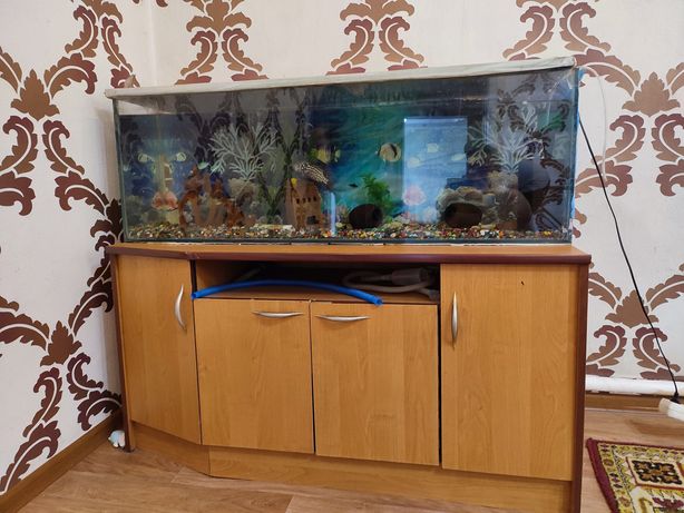 Продам аквариум с рыбой