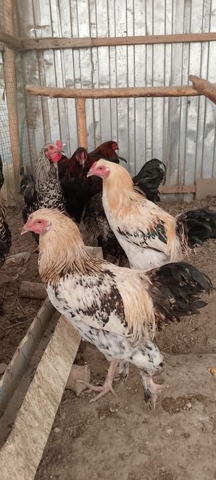 Хурозлар сотилади