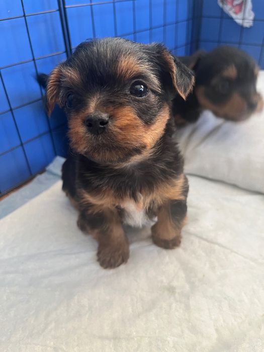 Свободни, момче и момиче, родени на 22.10.2025 г.