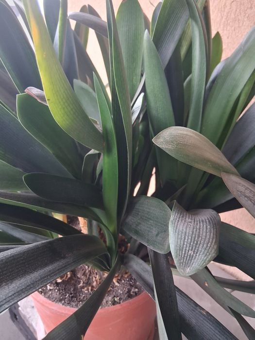 Vând plantă interior amaryllis