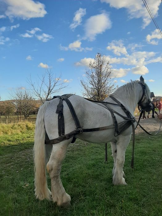 Cai de vanzare volovăţ