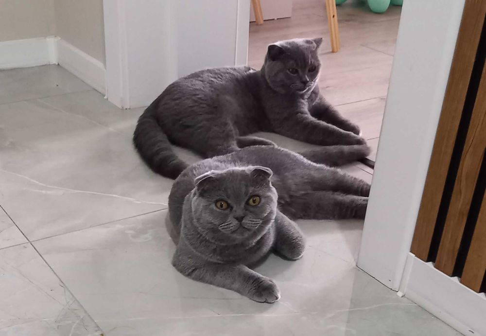 Шотландско клепоухо момиченце