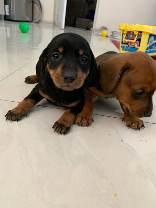 Продается щенки таксы чистокровный