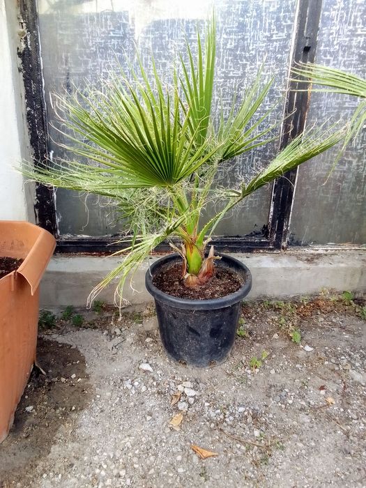 Палми Вашингтония