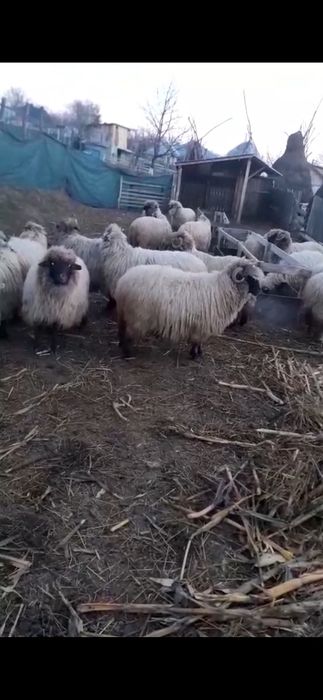 Oii bucălai disponibile