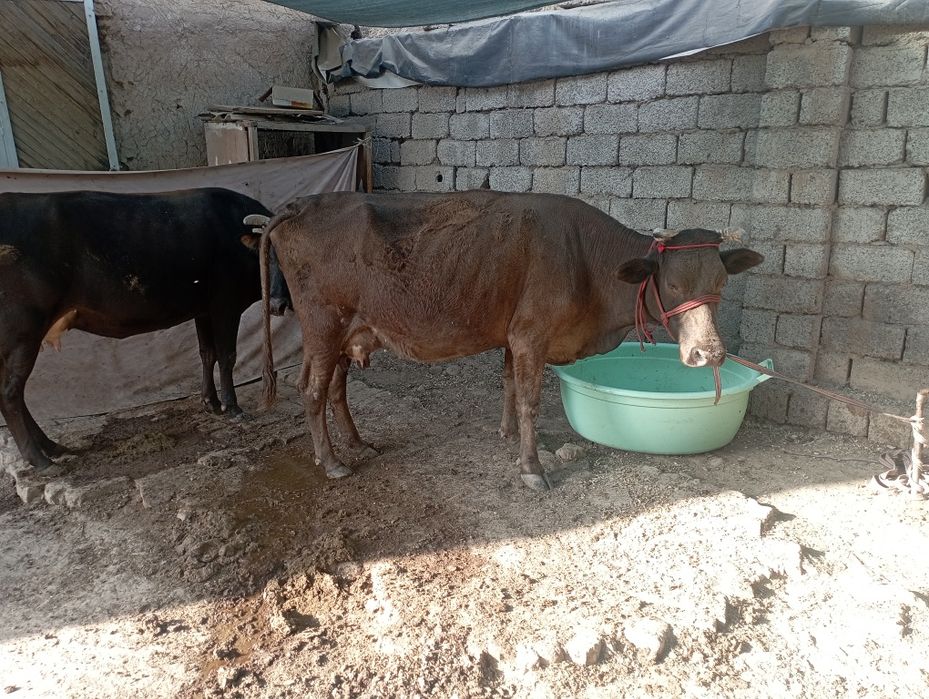 Ona bola sigir bolasi gʻunajin