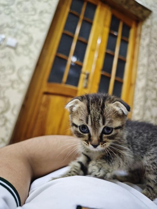 Shvetskiy mushuk bolalari