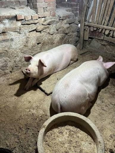 Продавам 2 прасета