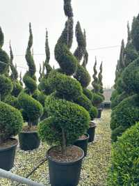 Tuia spirala verde si aurie (spiralata) răsucită forme bile bonsai tei