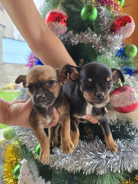 Мини чиху пинчери