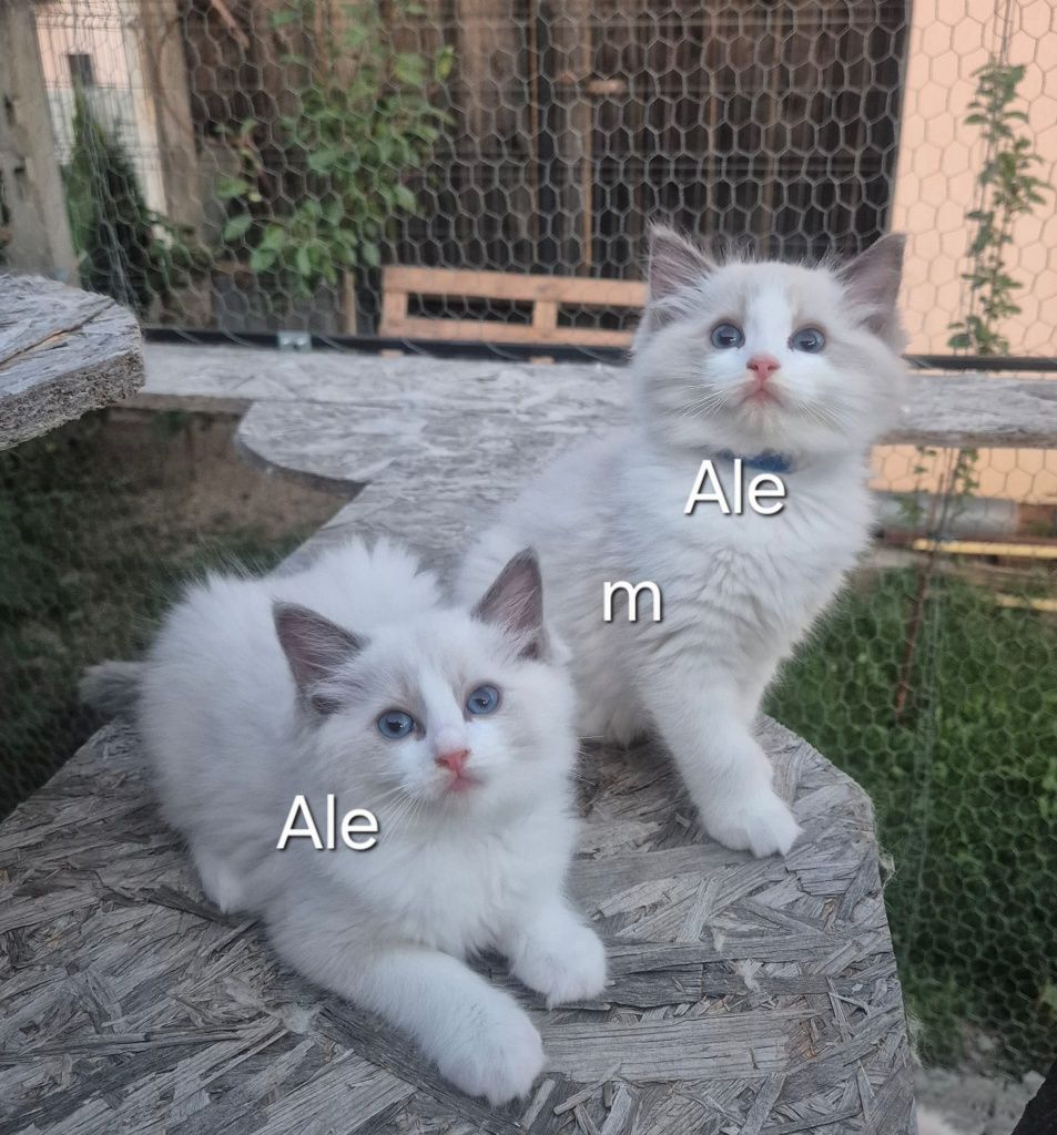 Ragdoll blue superb