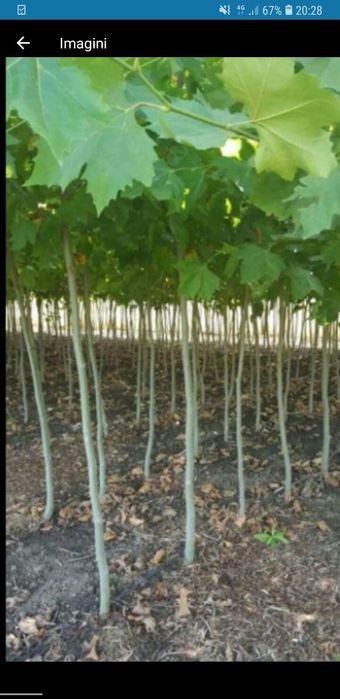Plante de sezon aclimatizate