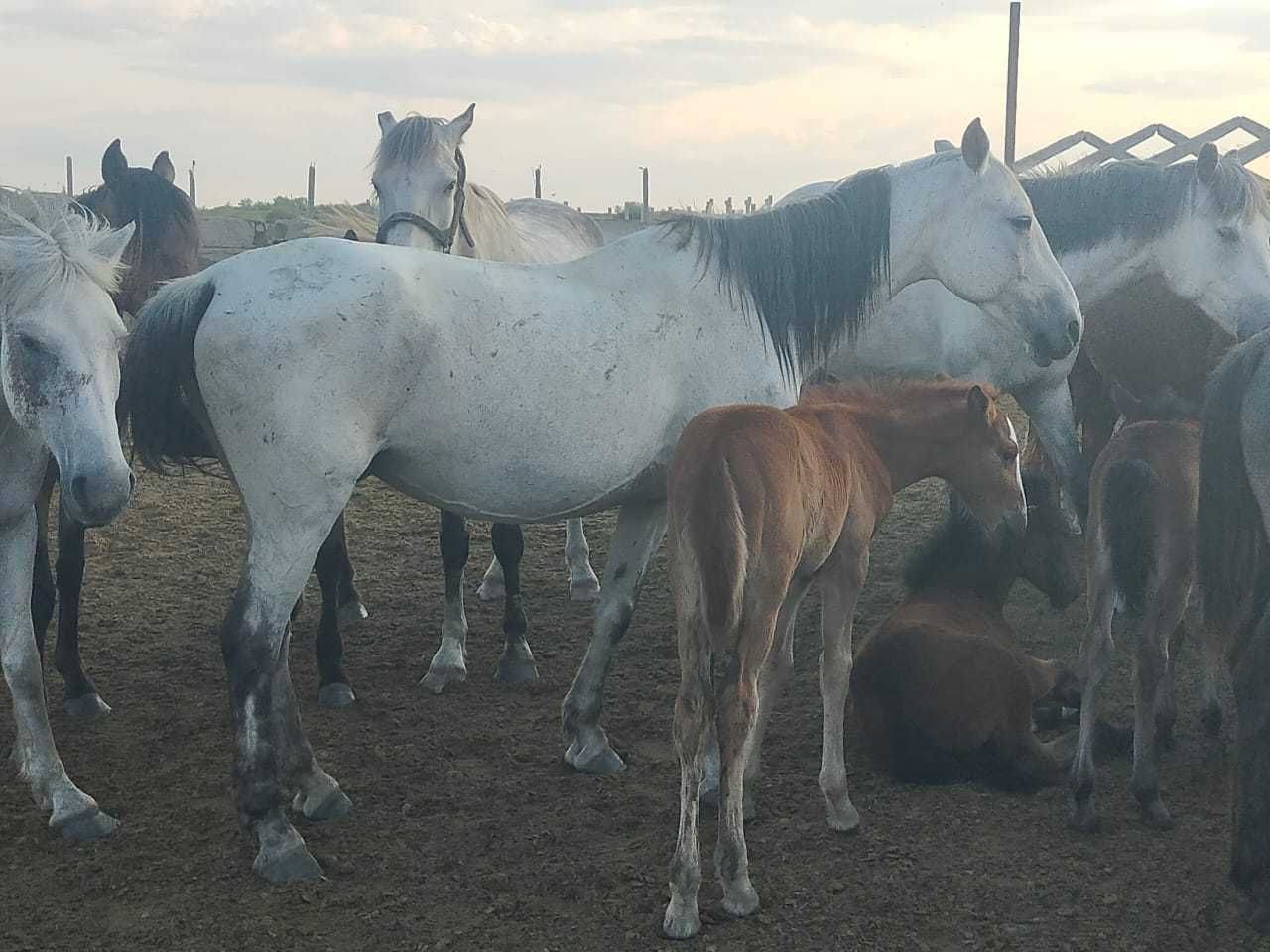 Продам кобылу с жеребёнком