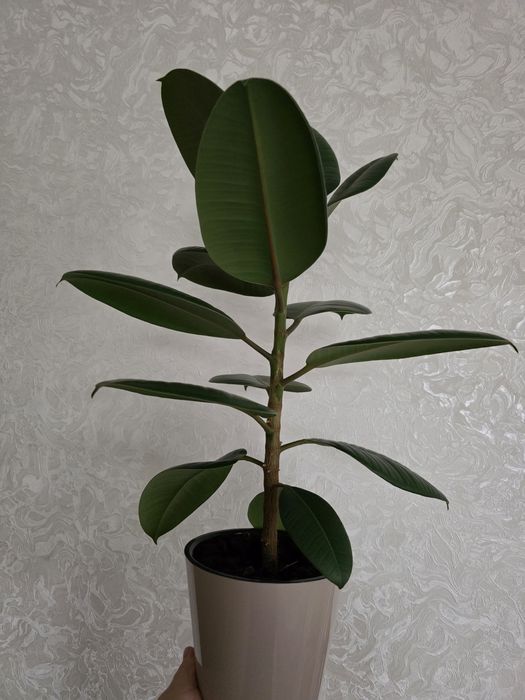 Продам Фикус Робуста