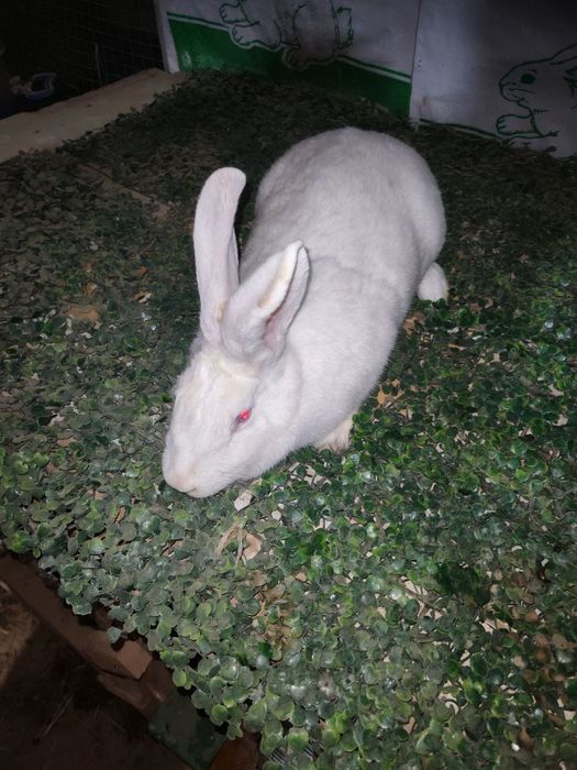 Velikan+ hikol quyon sotiladi !