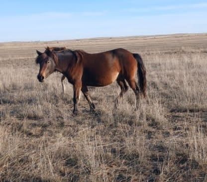 Продам лошадей..