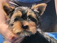 Baietel Yorkshire terrier cu pașaport