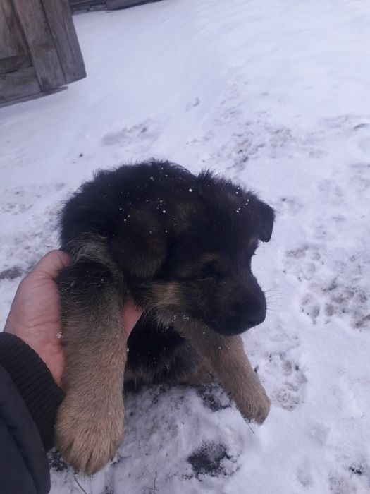 Продам щенков немецкой овчарки