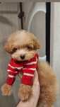 Pudel maltipoo fetița