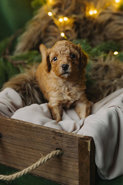 Мини пудели, родени на 07.10.