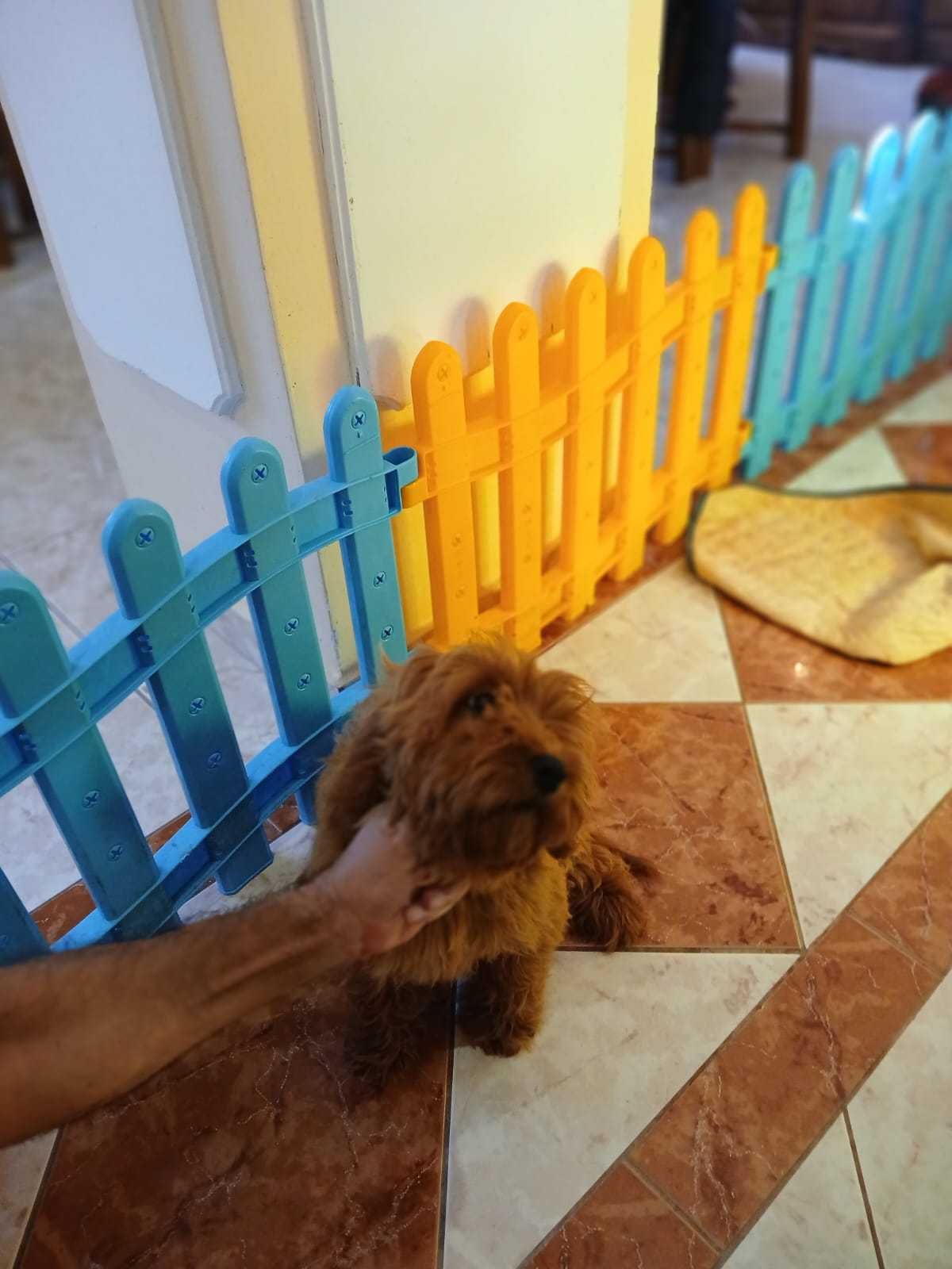 Pui Goldendoodle