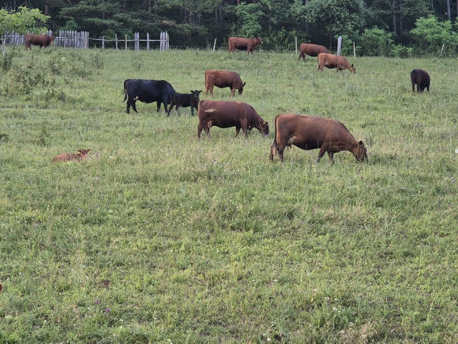 Vând lot Angus (Taur, tăurași,Vaci, viței)