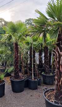 Inchiriez palmieri, maslini sau vand la preturi en gross