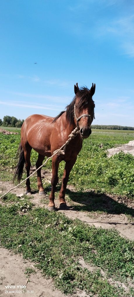 Продам жеребца 7 лет