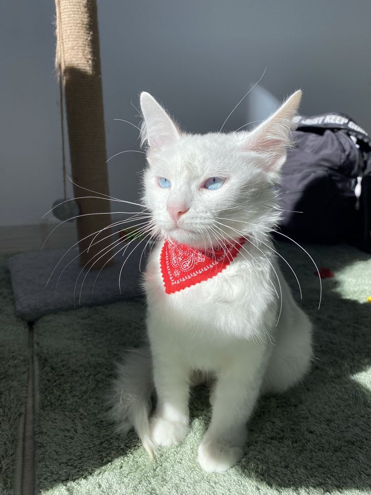 продается кошкаа