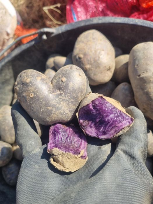 De vânzare cartofi mov purple mayesti