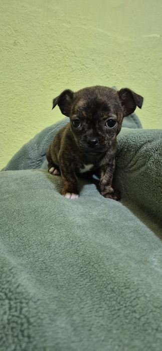 Chihuahua baietel cu carnet