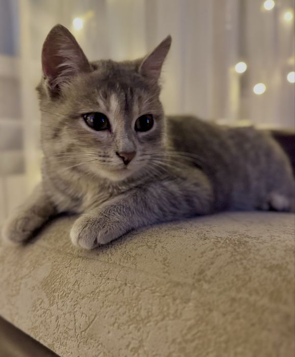 Кошечка девочка ищет дом