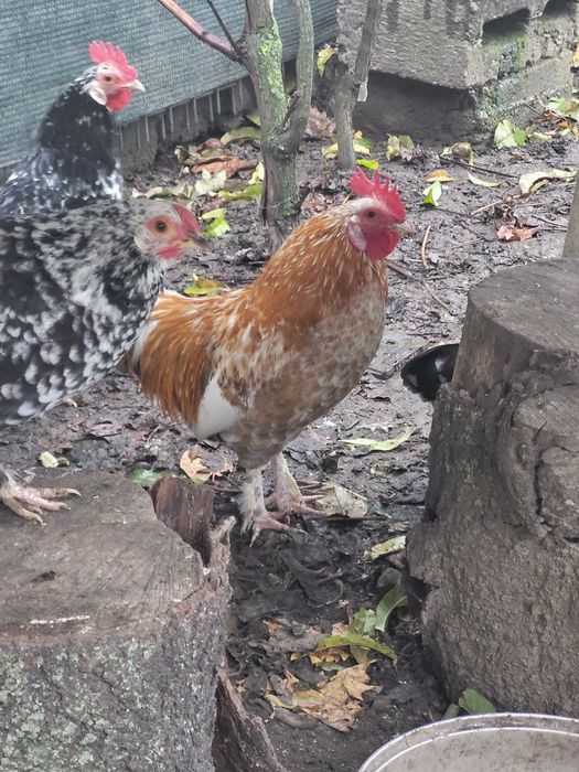 Gainuse si cocoșei pitici