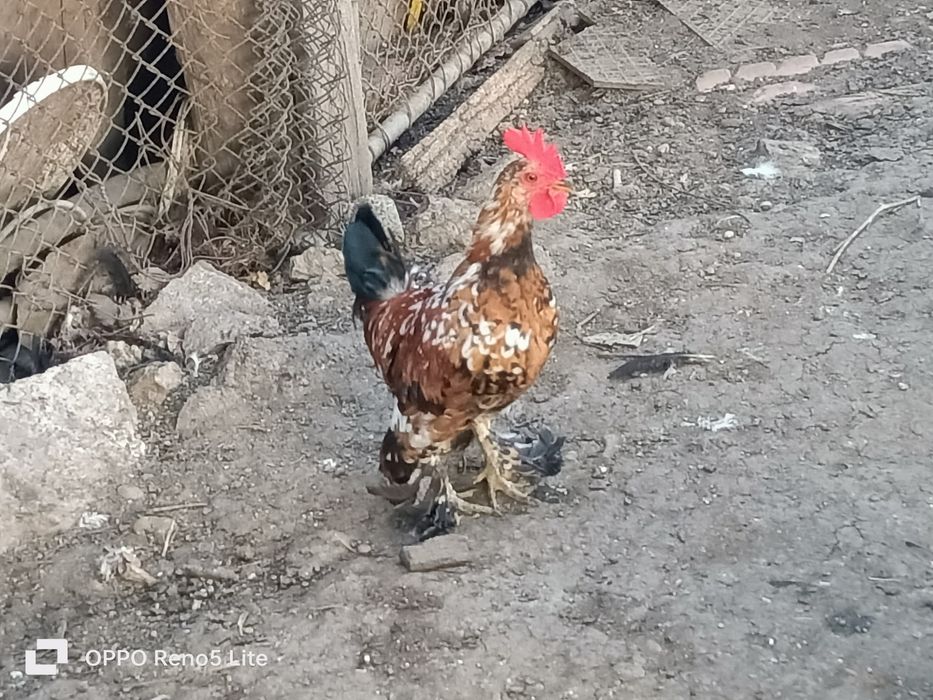 Vând cocosi araucana și american pitic