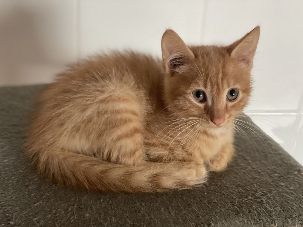 Котят ищут любящую семью