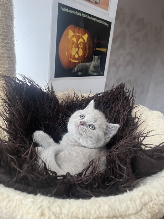 British shorthail lilac