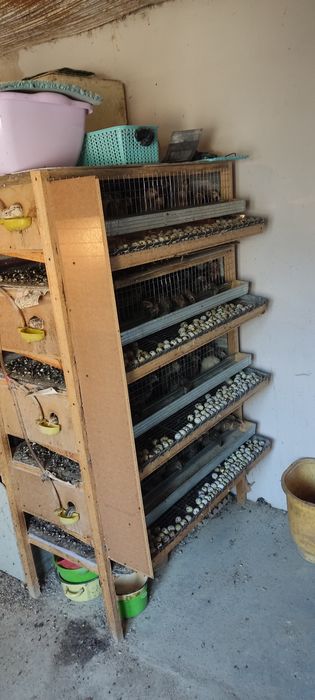 Bedana sotiladi yapon manjur