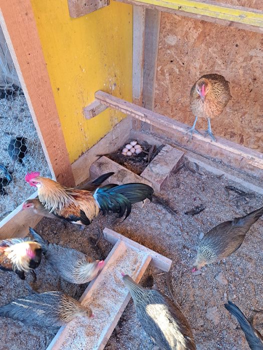 Vând oua de la găini Phoenix