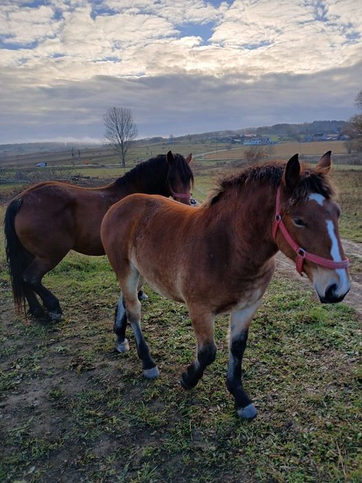 Vând manza de 6 luni