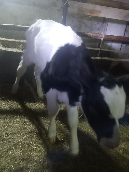 Продам телёнка бычок черно пёстрый