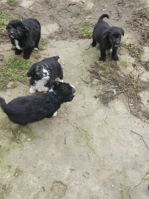 Подарявам кученца