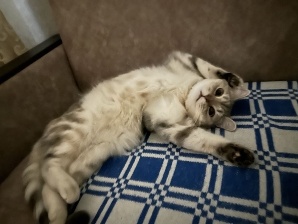Отдадим кошку бесплатно