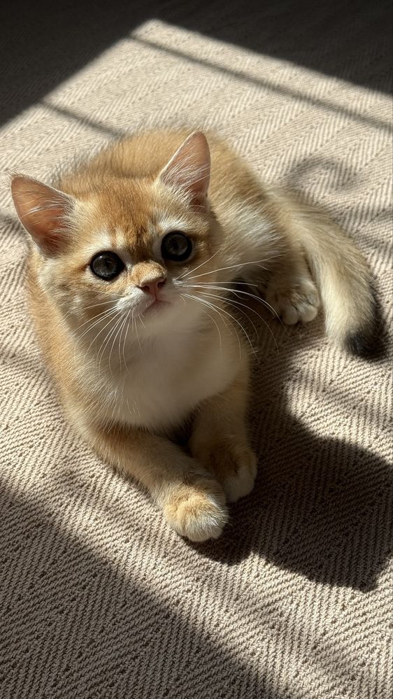 Elita BRI ny12 Golden Chinchilla Mushukcha  Sotuvda!