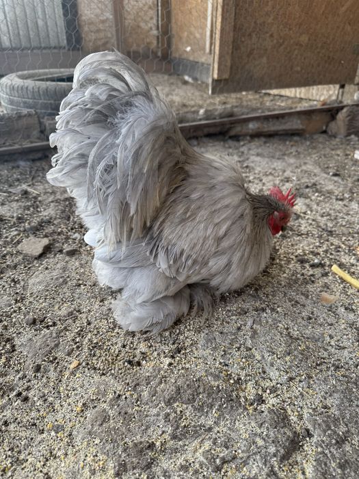 Cocos Cochinchina pitic lavanda
