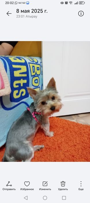 Йоркширский Терьер срочно продаётся