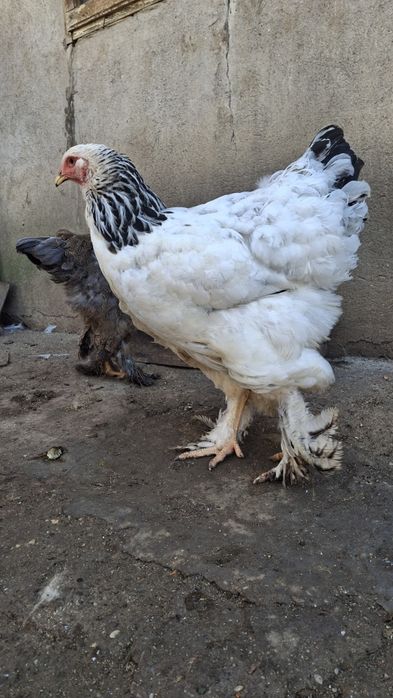 Vând  găină brahma HD