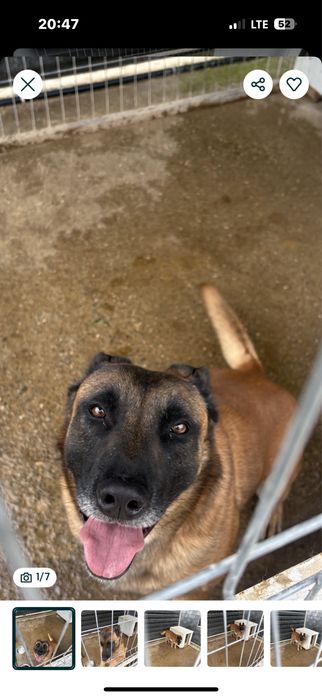 Donez ciobanesc malinois